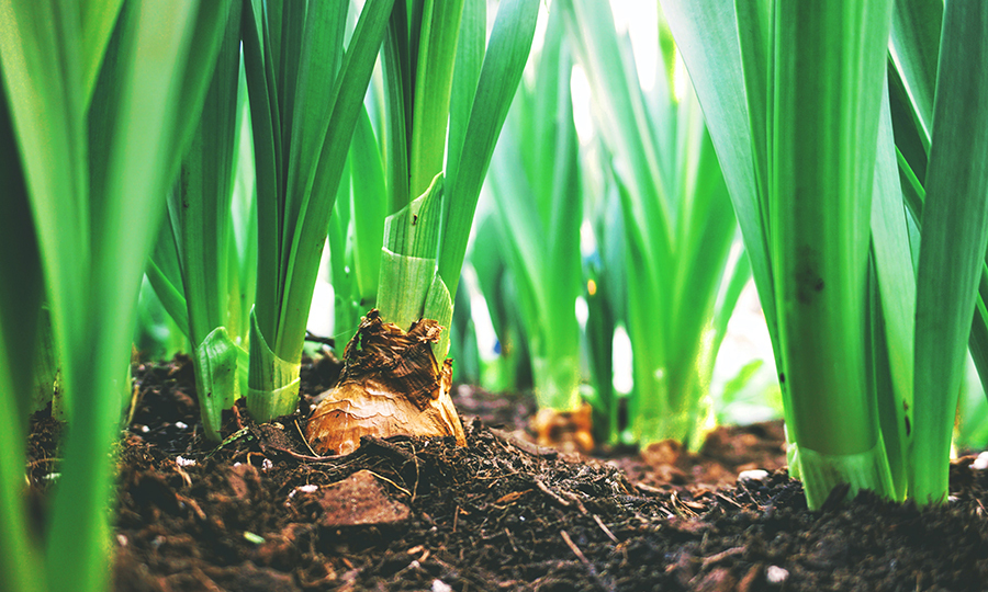 unharvested leeks in soil