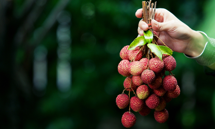 man holding branches full of ripe lychees in front of forrest