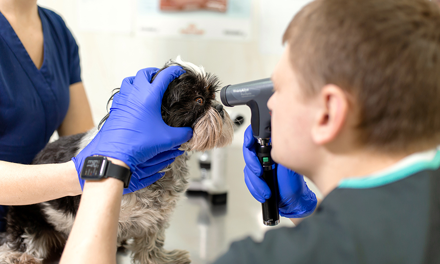 two veterinarians examining eyes of black and grey dog with veterinary instruments