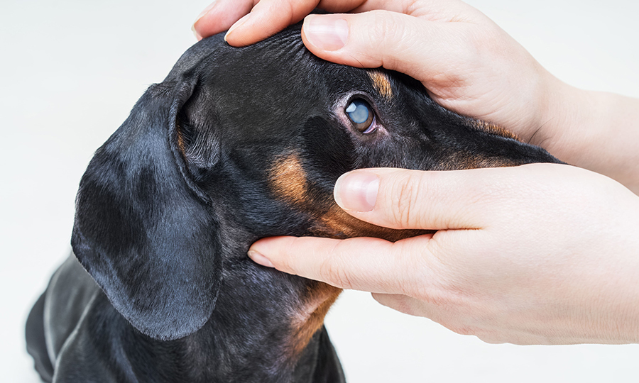 black dog eyes getting examined by vet