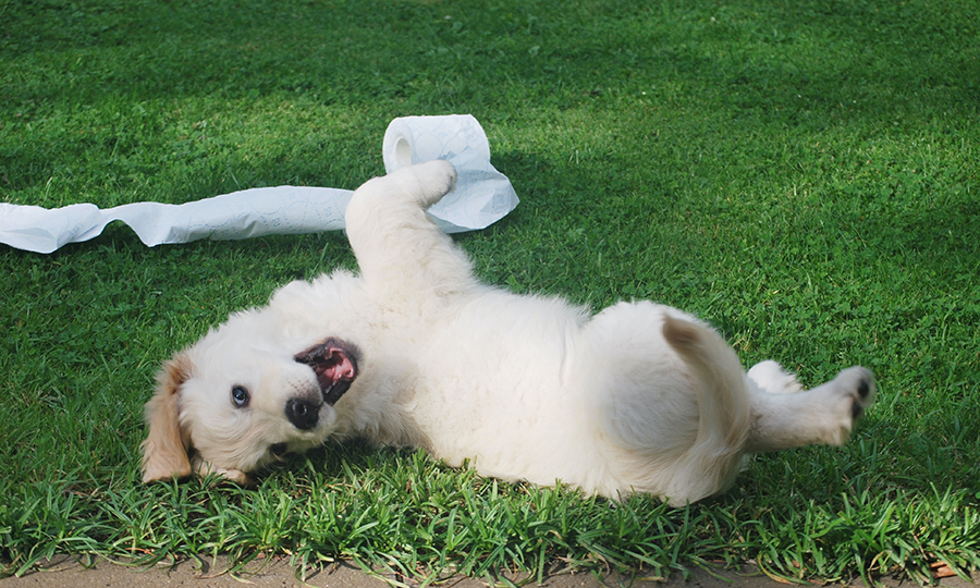 Dog diarrhea causes symptoms and prevention for dog laying in grass with toilet paper