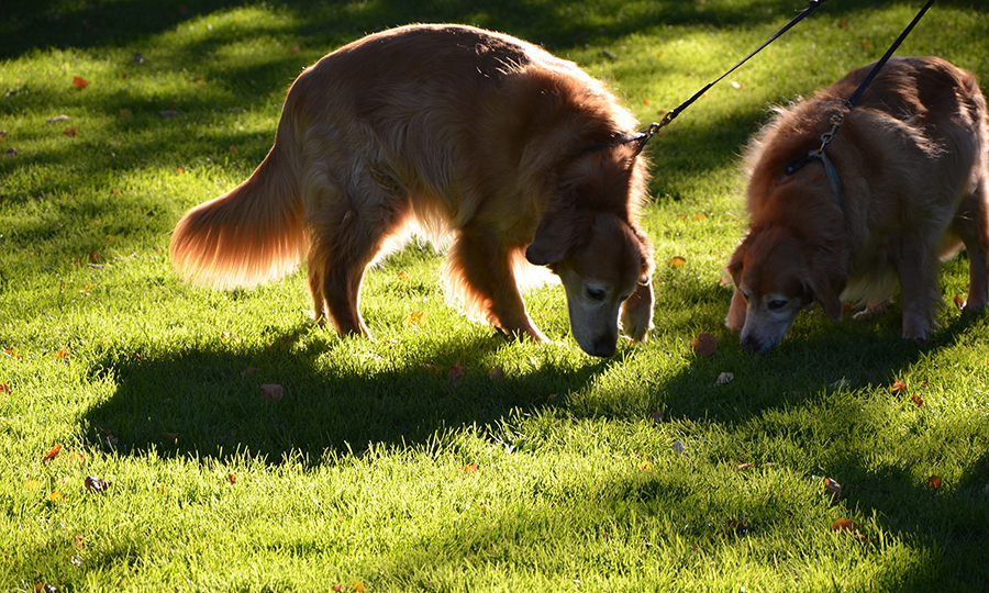 Dog runny nose causes in two dogs sniffing the grass outside on a walk