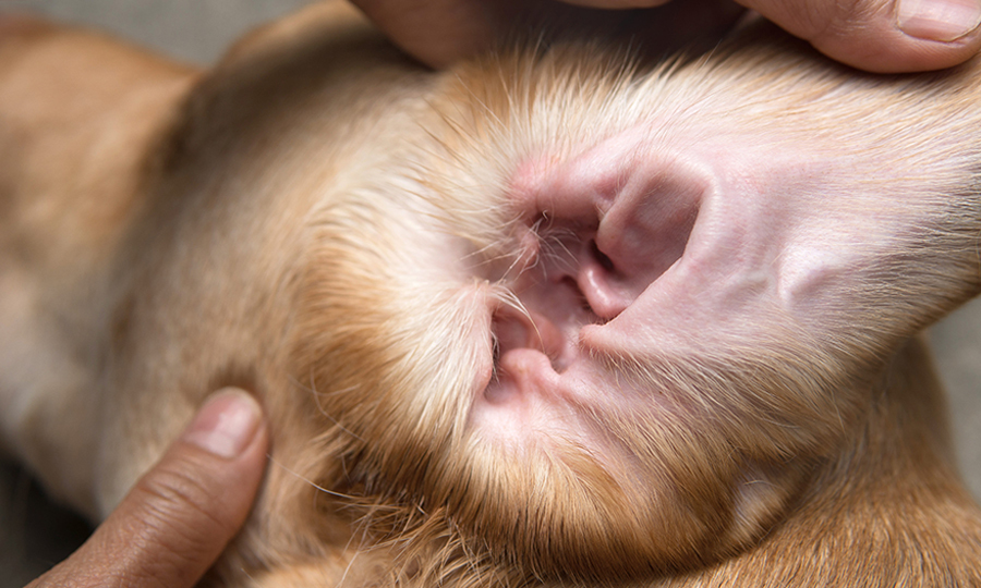 closeup of tan dogs ear