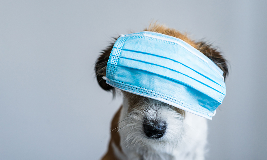 white and brown dog with medical mask covering eyes