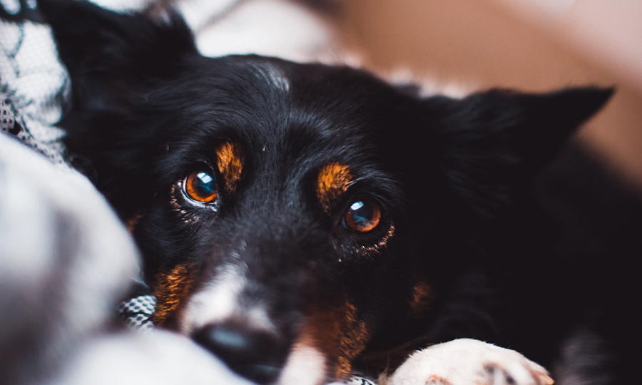 close up of black and brown dogs eyes