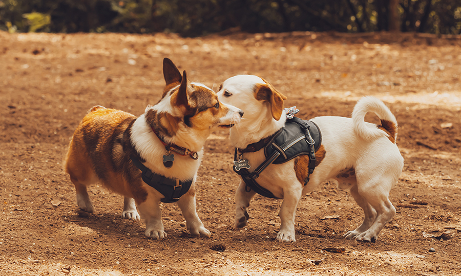 Managing kennel cough at home with a dog and puppy harness