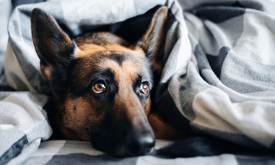 A female German shepherd dog in heat under blanket looking up