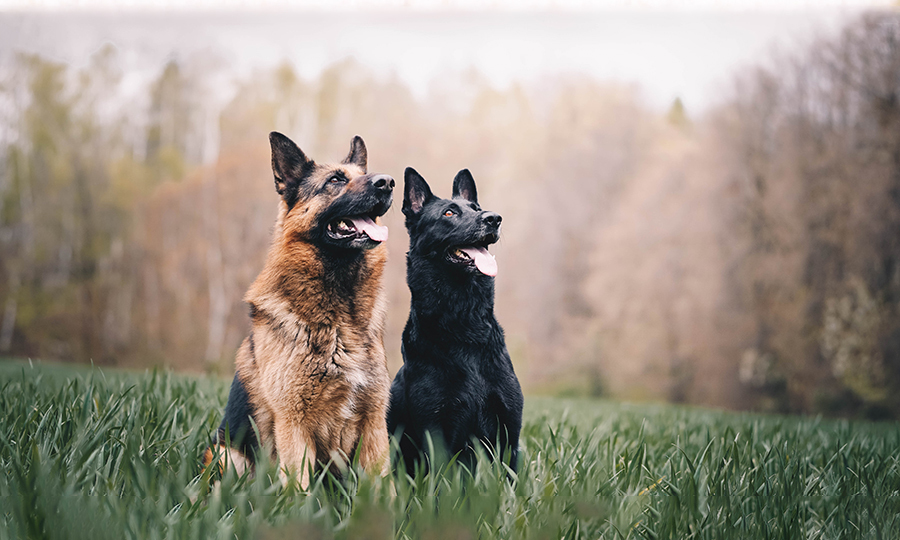 Stomach swelling in dogs with GDV like German Shepherds