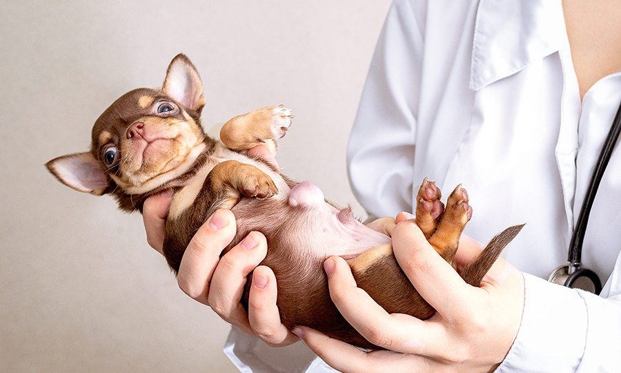 newborn brown puppy with umbilical hernia clearly present