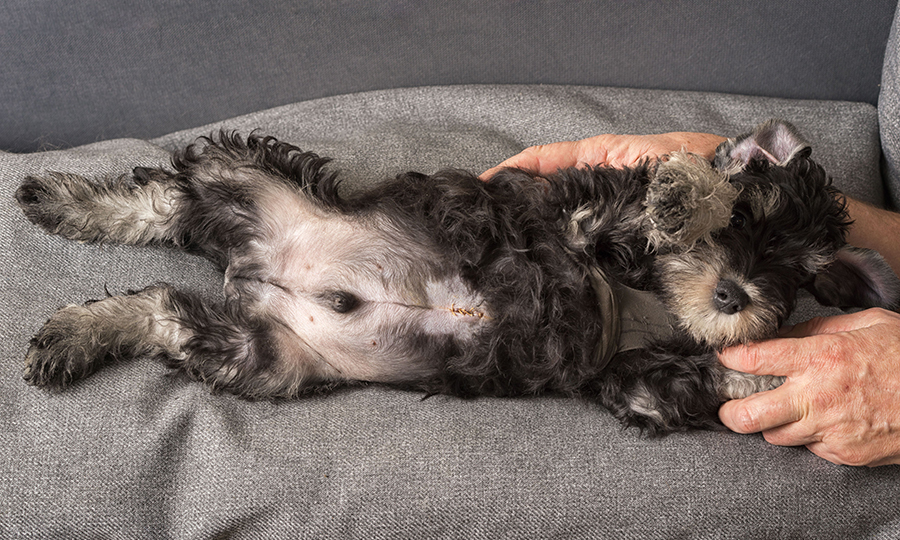 black puppy with stitches from umbilical hernia surgery