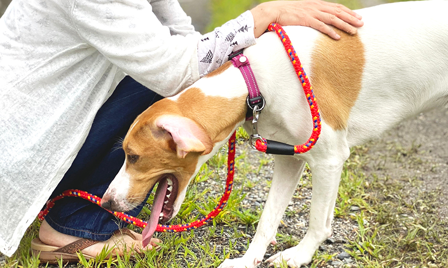 brown and white dog on leash retching by owner