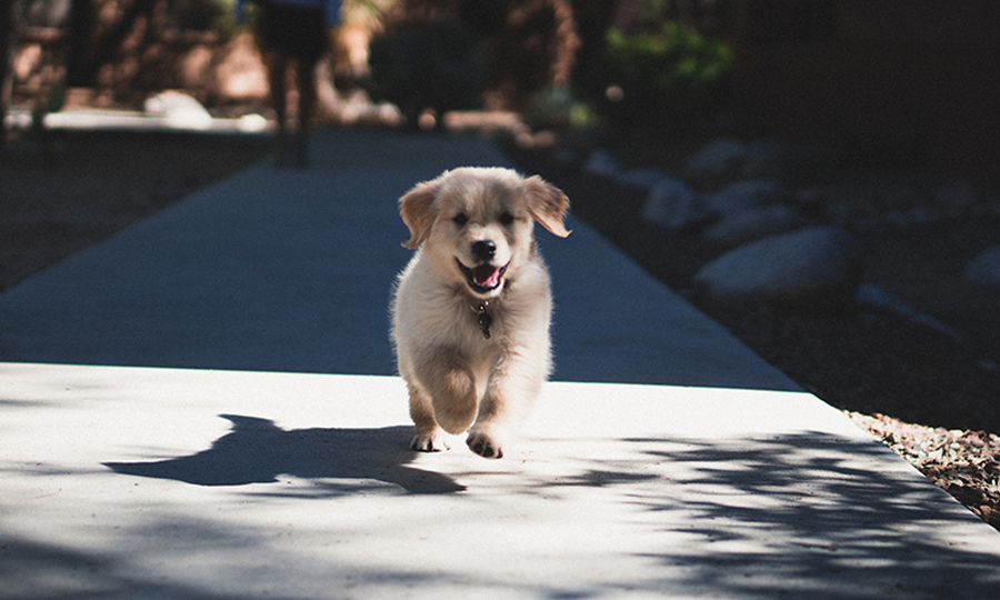 happy dog running on sidewalk on sunny day