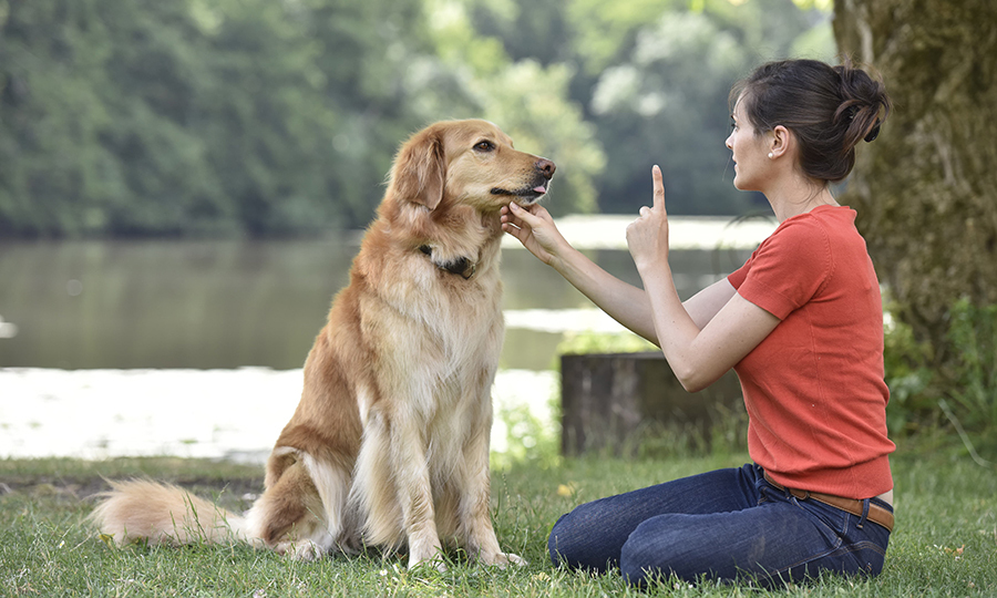 adult dog with owner training with treats