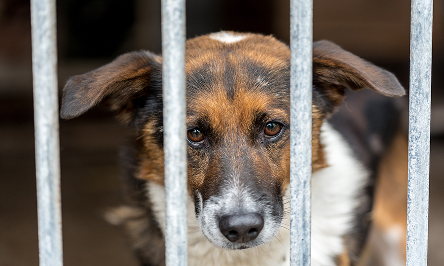 rescue dog behind crate bars