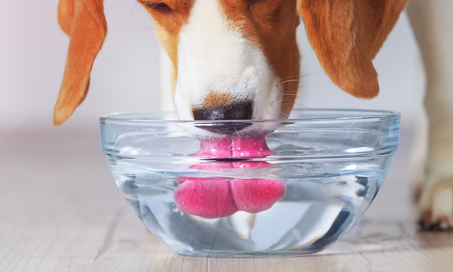 dog drinking water from glass bowl on wooden floor