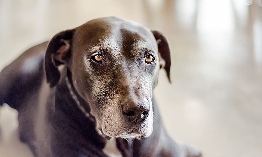 elder black dog resting on cold stone surface