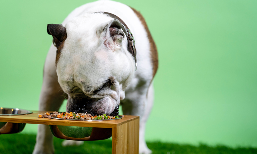 dog eating from metal bowl with fresh vegetables and ground meat