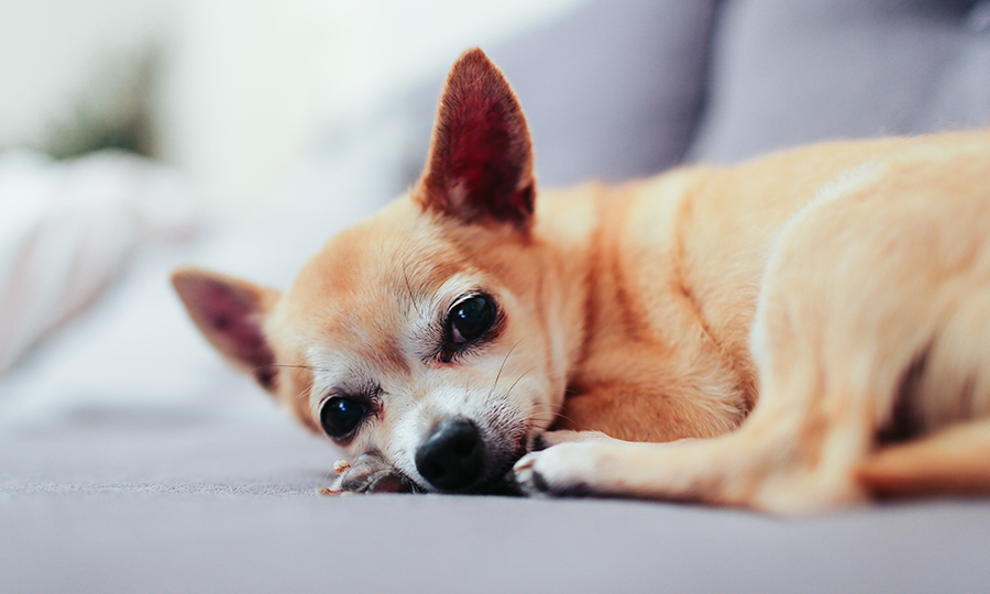 chihuahua laying on couch