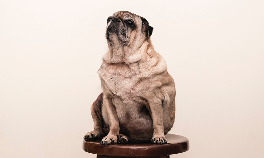 overweight pug sitting on wooden stool