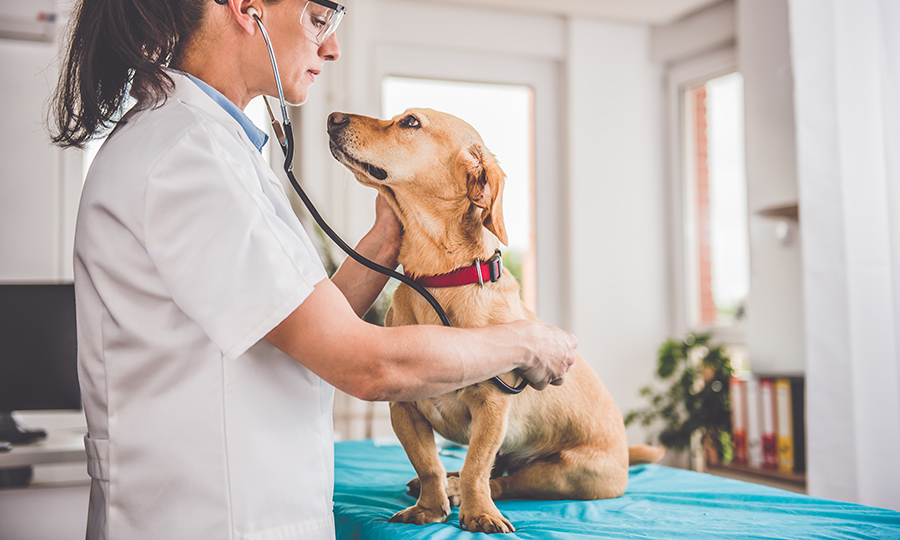 A veterinarian checking the heart rate of a female dog in a veterinarian office