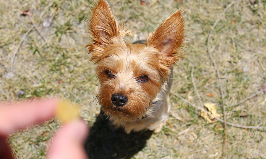 puppy outside sitting patiently with parent holding dog treat in front of her