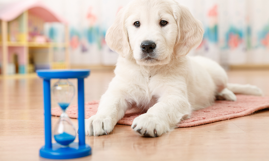 puppy laying on small rug with blue hourglass in front of her