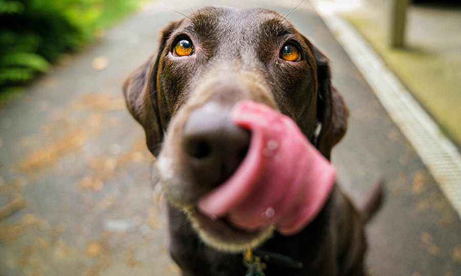 Close up of brown dog with tongue out