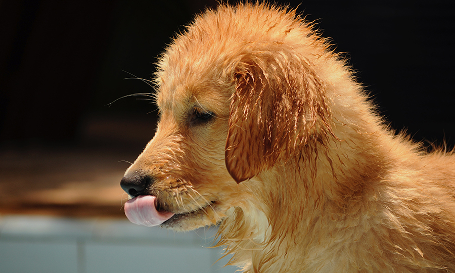 puppy golden retriever soaked face and tongue out