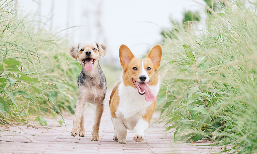 two dogs with tongue out walking on path during hot day