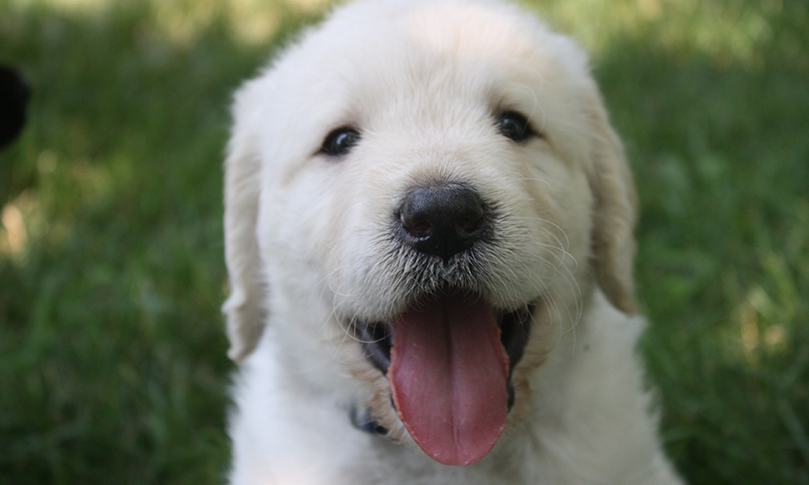 thirsty puppy with tongue out