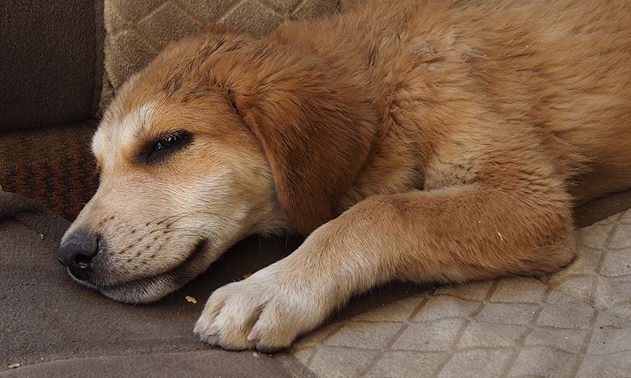 brown and white puppy with half open eyes resting on brown couch