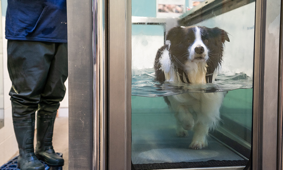 man in rain boots standing next to black and white dog walking on water treadmill tank