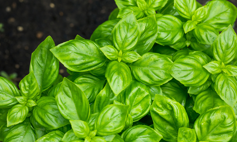 bundle of basil leaves not harvested yet