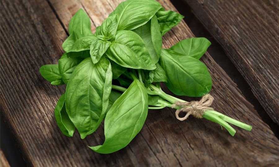 small bunch of basil leaves tied together on wooden table