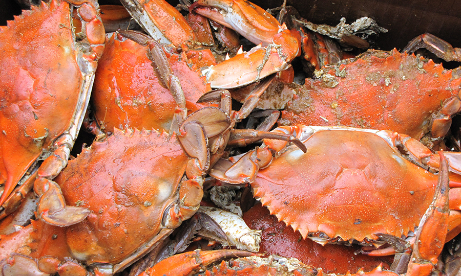 closeup of a dozen steamed crabs in bucket