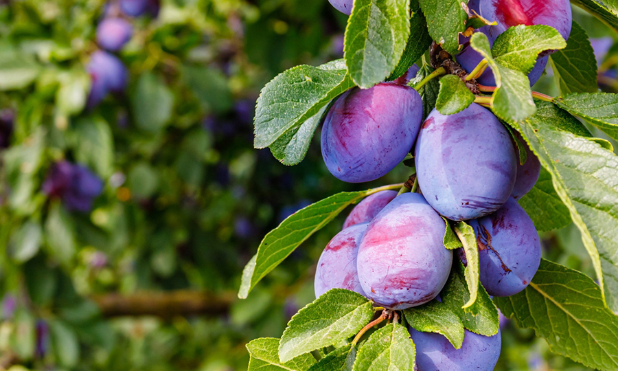 purple plums hanging off plum tree with lush green leaves surrounding