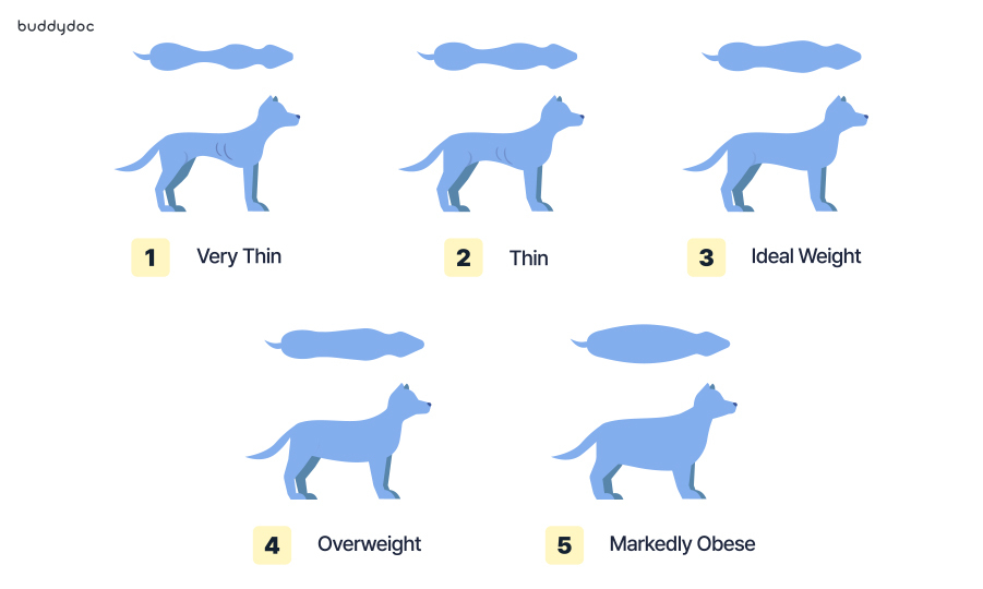 graphic displaying the five levels of bcs in dogs