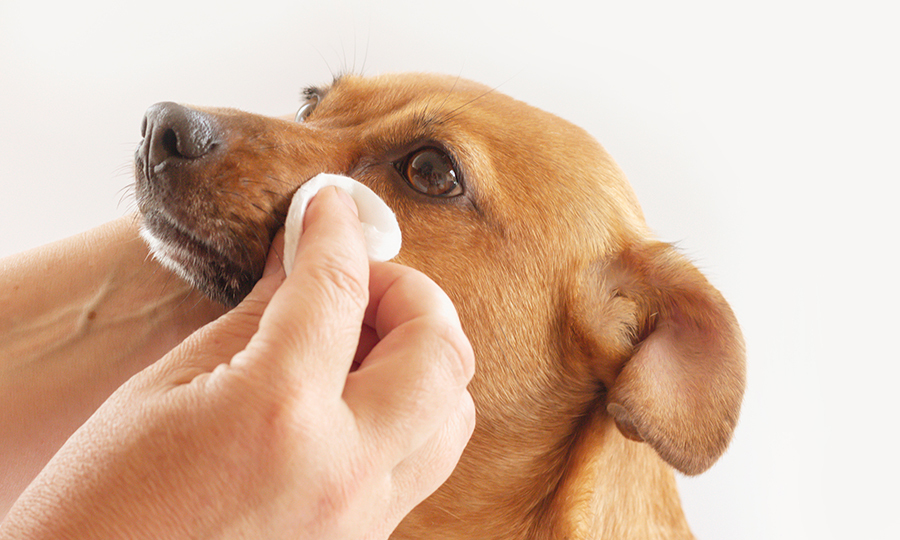 brown dog tears being wiped with cotton pad