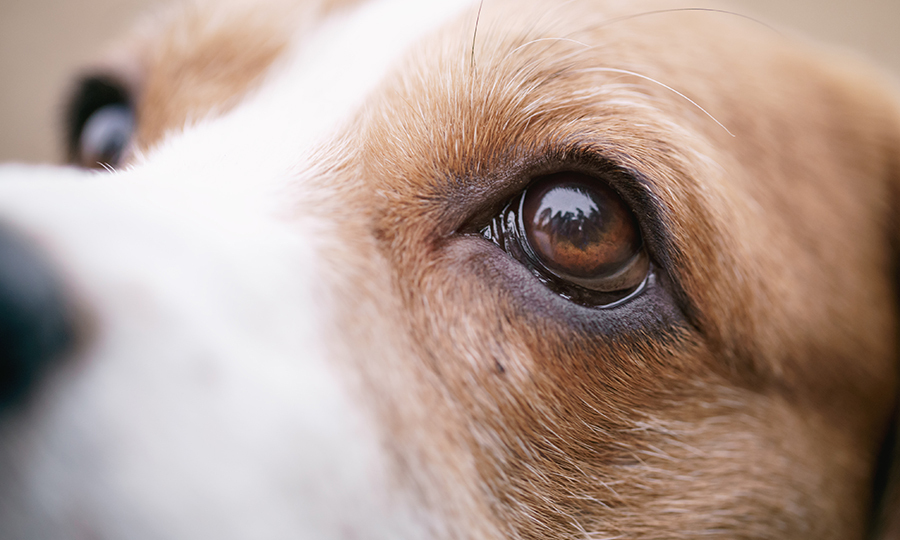 close up of white and brown dog with teary eyes