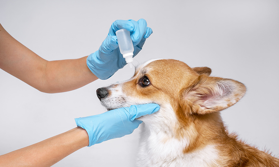 veterinarian with gloves on applying eye drops to brown and white dog
