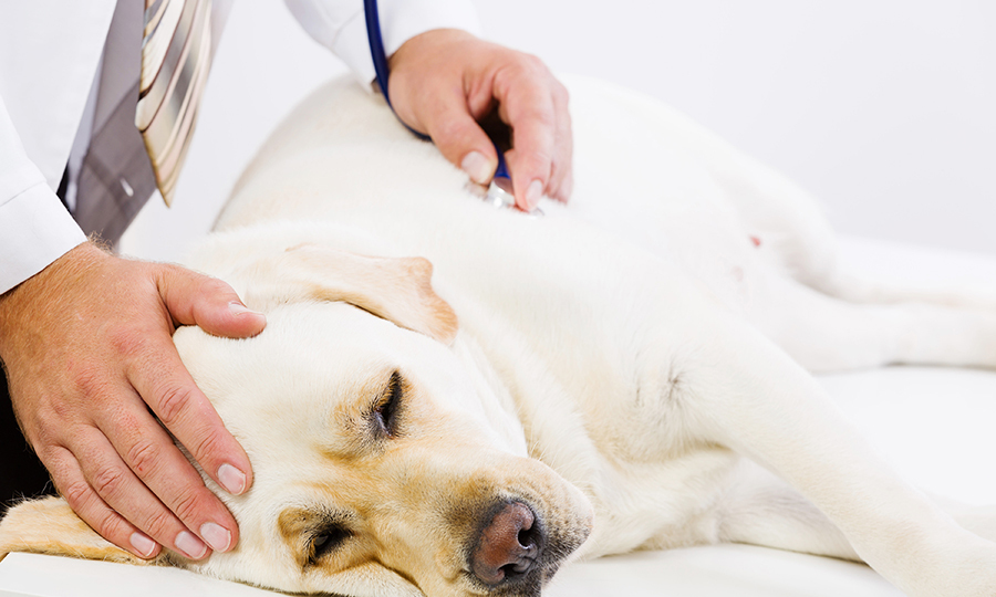 sick golden retriever laying on side while veterinarian checks her heartrate