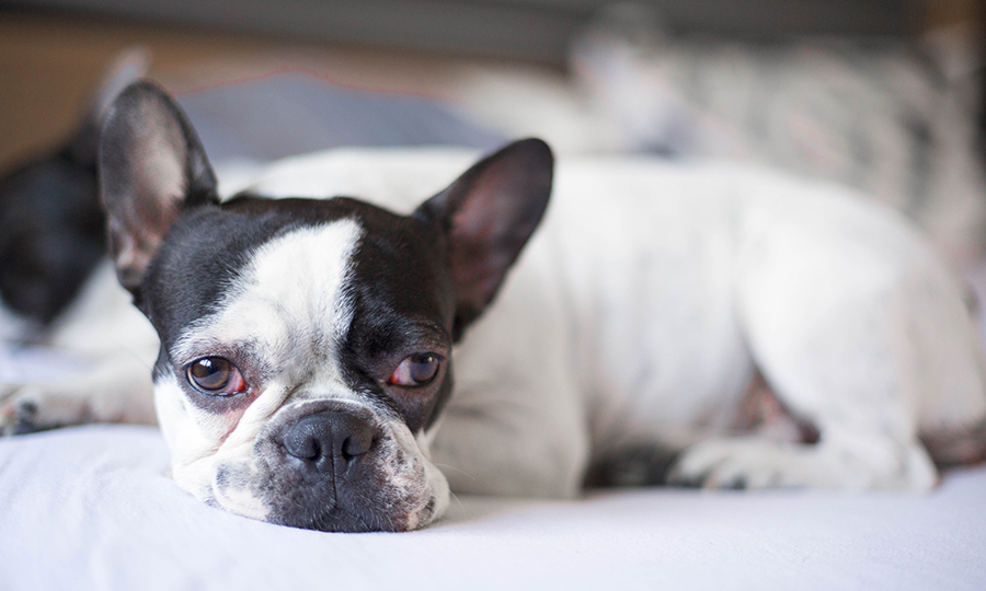black and white dog with bloodshot eyes resting on white sheets