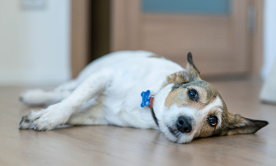 white and brown dog laying on its side on wooden floor