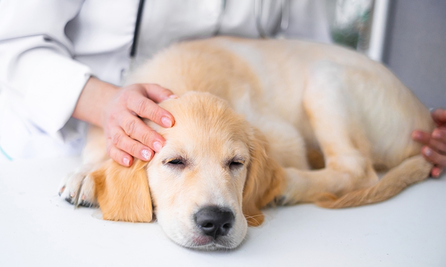 sad blonde dog laying on veterinarian table with veterinarian examining her