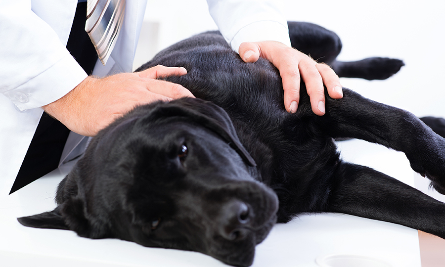 veterinarian performing physical examination on black dog