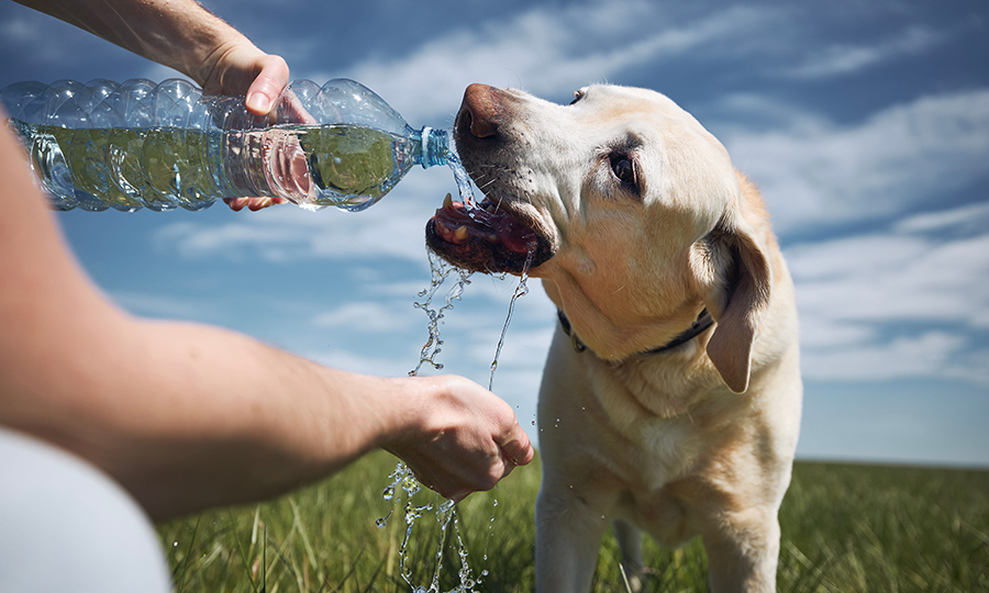 man pouring fresh water from bottle into dogs mouth in a field
