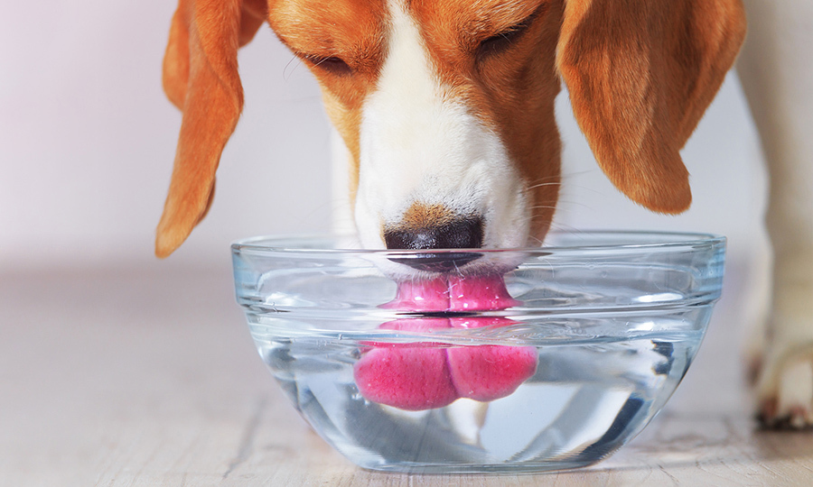 brown and white dog drinking water from a clear glass bowl