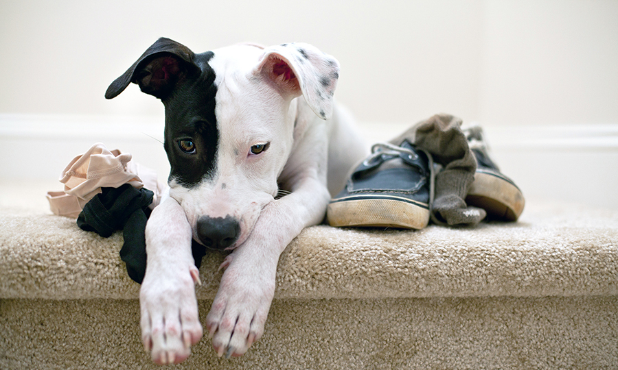 black and white dog resting on carpet stairs with various items around him