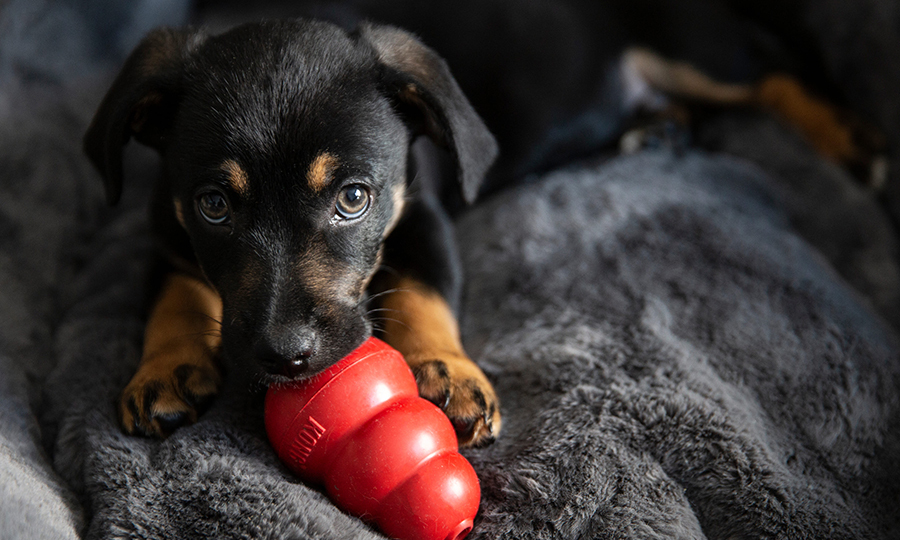 black and brown dog on gray blanket with red dog toy in mouth