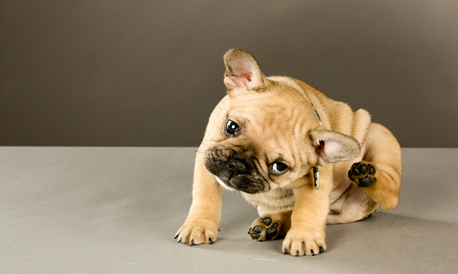 brown french bulldog scratching its ear